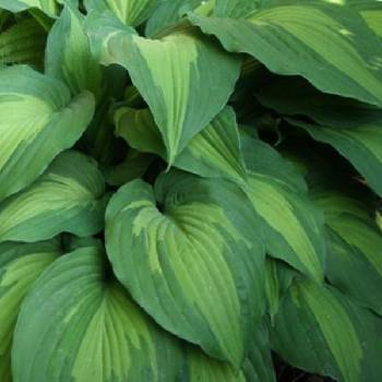 Хоста Hosta ‘Elizabeth Campbell’